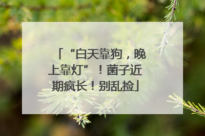 “白天靠狗，晚上靠灯”！菌子近期疯长！别乱捡