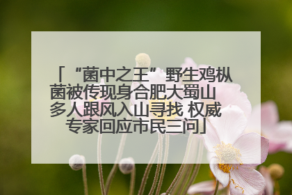 “菌中之王”野生鸡枞菌被传现身合肥大蜀山 多人跟风入山寻找 权威专家回应市民三问