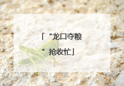 “龙口夺粮”抢收忙