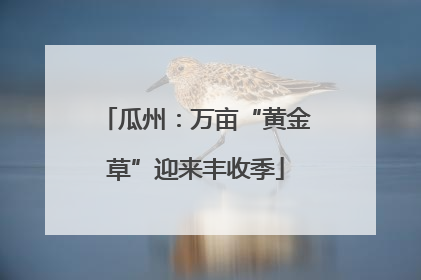 瓜州：万亩“黄金草”迎来丰收季
