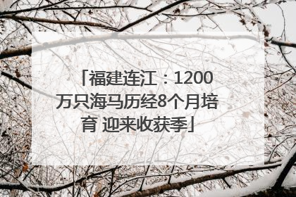 福建连江：1200万只海马历经8个月培育 迎来收获季