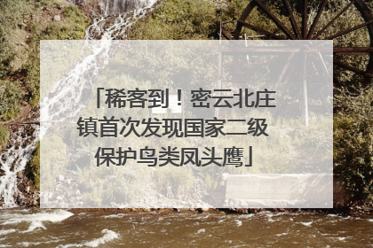 稀客到！密云北庄镇首次发现国家二级保护鸟类凤头鹰