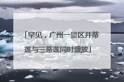 罕见，广州一景区并蒂莲与三蒂莲同时盛放
