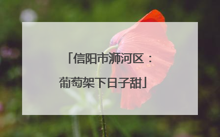 信阳市浉河区：葡萄架下日子甜
