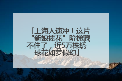 上海人速冲！这片“新娘捧花”阶梯藏不住了，近5万株绣球花如梦似幻