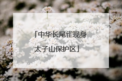 中华长尾雀现身太子山保护区
