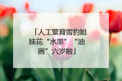 人工繁育雪豹姐妹花“水墨”“油画”六岁啦