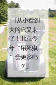 从小看到大的它又来了！北京今年“吊死鬼”会更多吗？