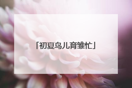 初夏鸟儿育雏忙