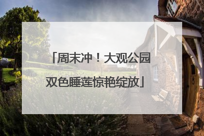 周末冲！大观公园双色睡莲惊艳绽放