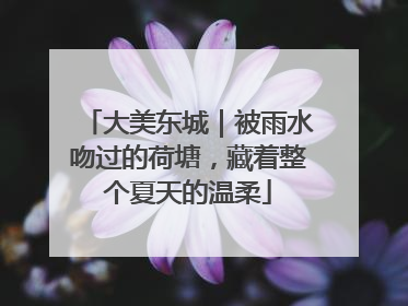 大美东城｜被雨水吻过的荷塘，藏着整个夏天的温柔
