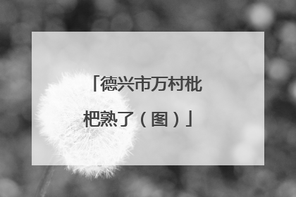 德兴市万村枇杷熟了（图）