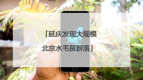 延庆发现大规模北京水毛茛群落