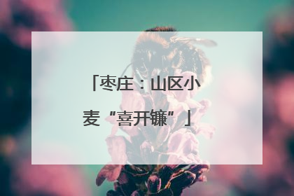 枣庄：山区小麦“喜开镰”