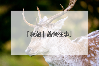 晚潮｜蔷薇往事