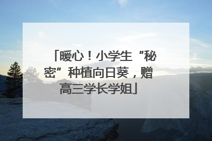 暖心！小学生“秘密”种植向日葵，赠高三学长学姐