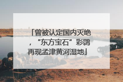 曾被认定国内灭绝，“东方宝石”彩鹮再现孟津黄河湿地