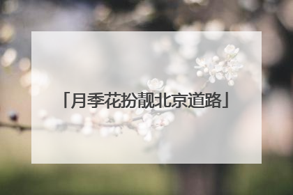 月季花扮靓北京道路