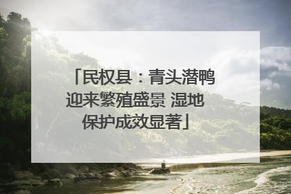 民权县：青头潜鸭迎来繁殖盛景 湿地保护成效显著