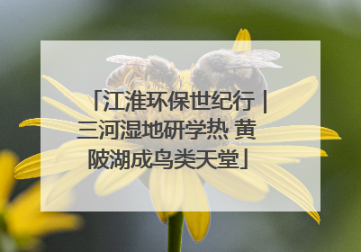 江淮环保世纪行｜三河湿地研学热 黄陂湖成鸟类天堂