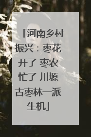 河南乡村振兴：枣花开了 枣农忙了 川塬古枣林一派生机