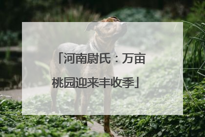 河南尉氏：万亩桃园迎来丰收季