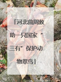 河北曲周救助一只国家“三有”保护动物翠鸟