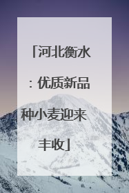 河北衡水：优质新品种小麦迎来丰收