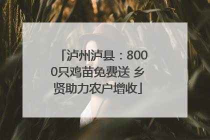 泸州泸县：8000只鸡苗免费送 乡贤助力农户增收