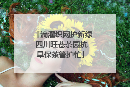 滴灌织网护新绿 四川旺苍茶园抗旱保茶管护忙