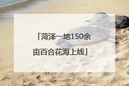 菏泽一地150余亩百合花海上线