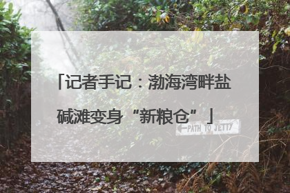 记者手记：渤海湾畔盐碱滩变身“新粮仓”