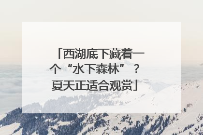 西湖底下藏着一个“水下森林”？夏天正适合观赏