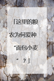 这里的粮农为何爱种“面包小麦”？