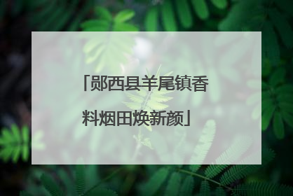 郧西县羊尾镇香料烟田焕新颜