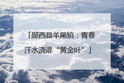 郧西县羊尾镇：青春汗水浇灌“黄金叶”