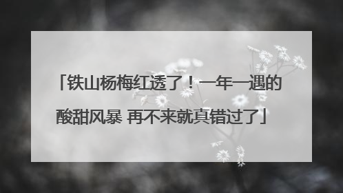 铁山杨梅红透了！一年一遇的酸甜风暴 再不来就真错过了