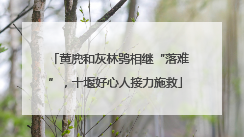 黄麂和灰林鸮相继“落难”，十堰好心人接力施救